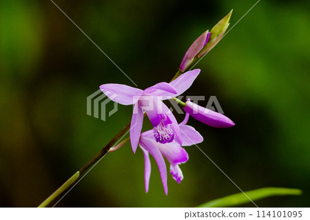 陸生蘭花 蘭科 士蘭花 114101095