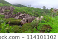 Lush greenery surrounding a calm pond with grey boulders 114101102