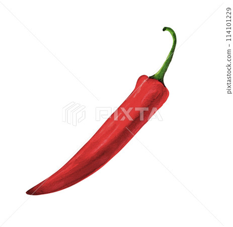 Red pepper, watercolor hand painted, isolated on white background 114101229