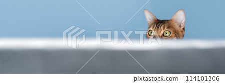 A funny red cat looks out and hides. 114101306