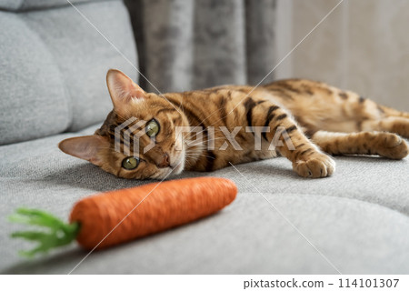 Bengal cat plays with a toy carrot on the sofa in the living room at home. 114101307