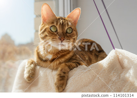 Cute Bengal cat resting on a cat bed near the window at home. Cute Bengal cat resting on a cat bed near the window at home. 114101314