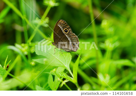Nymphalidae perched on a leaf 114101658