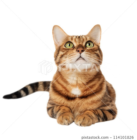 Adorable full length Bengal cat 114101826