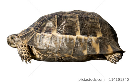 Small land turtle isolated Small land turtle isolated 114101840