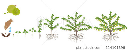 Cycle of growth of gooseberry plant on a white background. Cycle of growth of gooseberry plant on a white background. 114101896