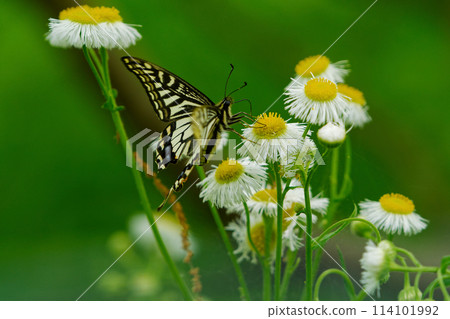 Spring-type female swallowtail butterfly drinking nectar 114101992