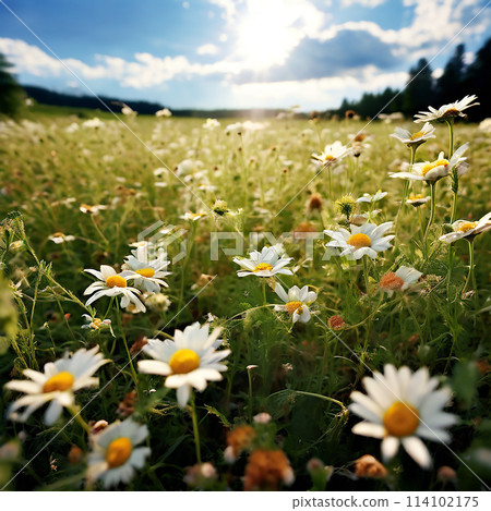 Nature's Blanket: A Tapestry of Chamomile in the Field Nature's Blanket: A Tapestry of Chamomile in the Field 114102175