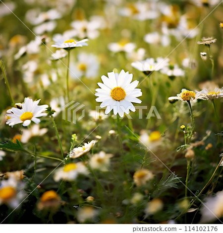 Aromatic Haven: Delving into the Fragrant Chamomile Fields Aromatic Haven: Delving into the Fragrant Chamomile Fields 114102176
