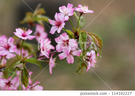 Cherry blossoms Siberian cherries 114102227