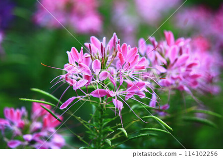 Beautiful Drunken Butterfly Flower, Western White Flower, Pseudo Butterfly Flower, Purple Dragon Beard, Western Phoenix Butterfly Grass 114102256