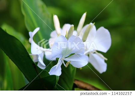 wild moss, wild moss, wild moss, yamana, butterflies, butterflies, butterflies, butterflies, butterflies 114102257