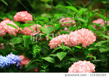 放花(繡球、粉花、八仙花、滿族花、八仙花、大八仙花、天滿浦華) 放花(繡球、粉花、八仙花、滿族花、八仙花、大八仙花、天滿浦華) 114102303
