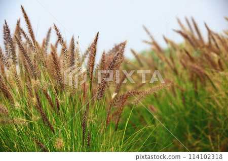 野兔狼尾草、紫葉狼尾草、紫狼尾草、紫夢狼尾草 野兔狼尾草、紫葉狼尾草、紫狼尾草、紫夢狼尾草 114102318