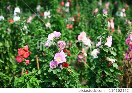 自由流動紅色日本粉紅舒葵花、一條紅、成熟花、麻花、惠比壽葵、武葵、英葵、小葵 114102322