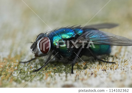 Closeup on a European metallic green bottle fly sitting on wood 114102362
