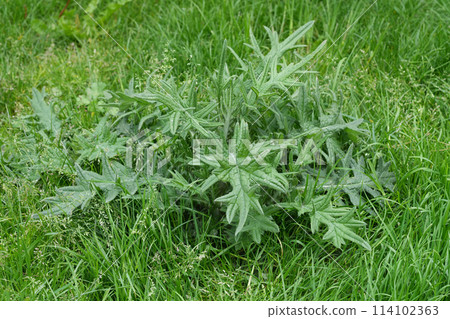 Closeup on an emerging European spear thistle plant, Cirsium vulgare growing in a meadow 114102363