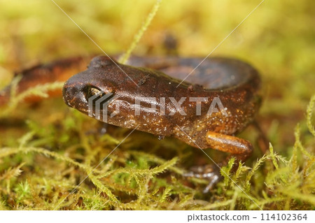 Closeup on a North american, Pacific Ensatina eschscholtzii salamander, sitting in green moss Closeup on a North american, Pacific Ensatina eschscholtzii salamander, sitting in green moss 114102364