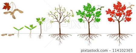Cycle of growth of sugar maple plant on a white background. 114102365