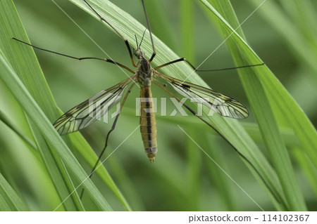 Closeup on a European springtime cranefly species, Tipula vernalis 114102367