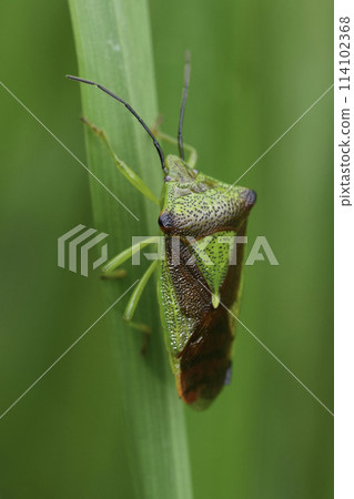 Closeup on the adult imago hawthorn shield bug, Acanthosoma haemorrhoidale hiding in the grass 114102368
