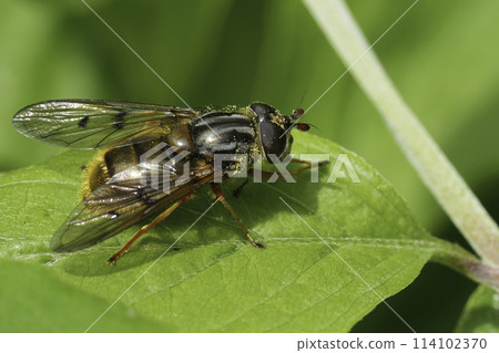 Closeup on the EUropean Common Copperback hoverfly, Ferdinandea cuprea sunbathing on a green leaf Closeup on the EUropean Common Copperback hoverfly, Ferdinandea cuprea sunbathing on a green leaf 114102370