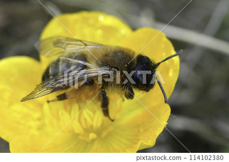 Closeup on a fresh emerged female European Buffish mining bee, Andrena nigroaenea on a yellow buttercup flower 114102380