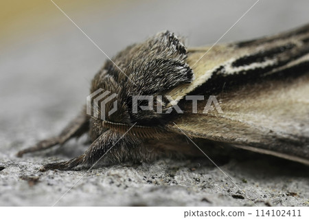 Closeup on European Swallow Prominent moth, Pheosia tremula Closeup on European Swallow Prominent moth, Pheosia tremula 114102411