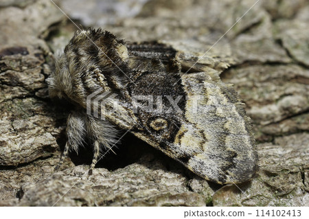 Closeup on a hairy European Nut-tree Tussock moth, Colocasia coryli sitting on wood 114102413