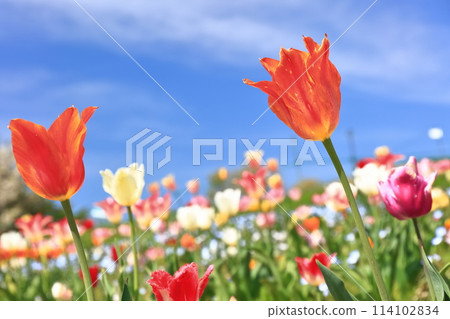 [Kagawa Prefecture] Spring National Sanuki Manno Park (tulip field) 114102834