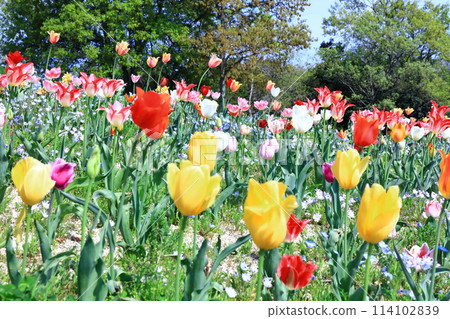 [Kagawa Prefecture] Spring National Sanuki Manno Park (tulip field) 114102839