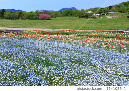 [香川縣]春天贊岐曼努公園（睡蓮和鬱金香花田） 114102841