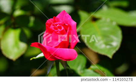 The blooming rose is Maria Callas The blooming rose is Maria Callas 114103278