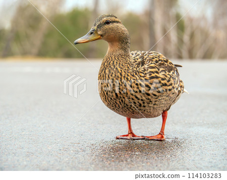 Female of mallard is standing on a highway. Safety of wild animals concept. Close-up. Female of mallard is standing on a highway. Safety of wild animals concept. Close-up. 114103283