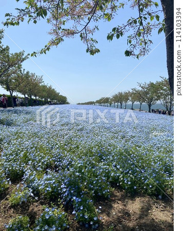 A large flower field of blooming nemophila 114103394