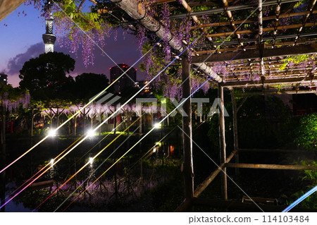 Lighted-up wisteria trellis Lighted-up wisteria trellis 114103484