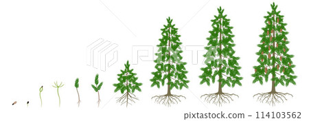 Cycle of growth of a spruce tree on a white background. Cycle of growth of a spruce tree on a white background. 114103562
