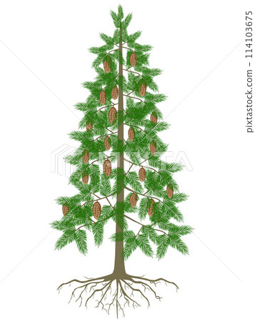 Spruce tree with cones and roots on a white background. 114103675