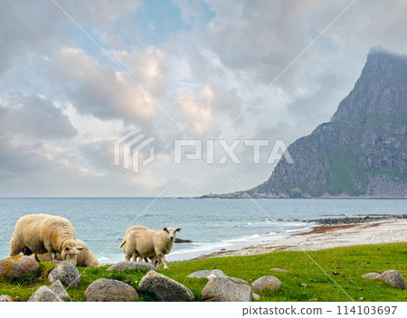 Summer Haukland beach and sheep flock, Norway, Lofoten 114103697