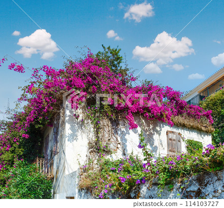Flowering tree on the roof 114103727