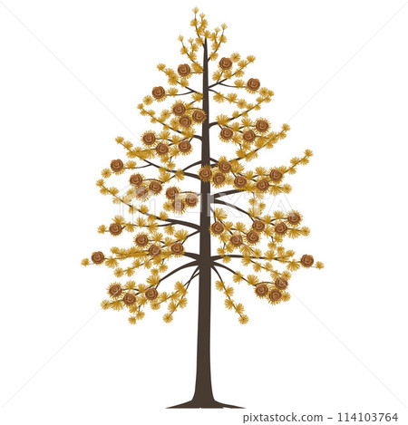 Dahurian gmelin larch tree in autumn on a white background. Dahurian gmelin larch tree in autumn on a white background. 114103764