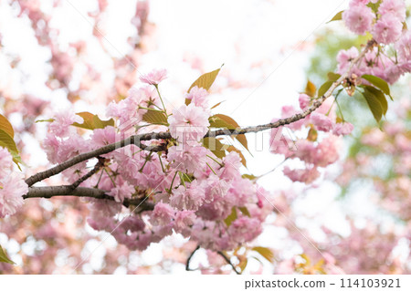 Closeup of a cherry blossom branch with pink flowers in natural landscape Closeup of a cherry blossom branch with pink flowers in natural landscape 114103921