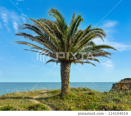 Palm tree on ocean shore. 114104019