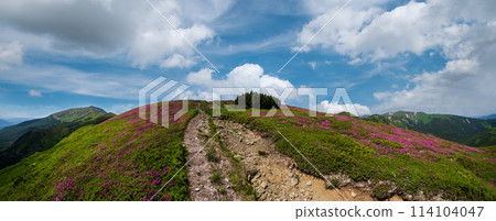Blossoming slopes (rhododendron flowers) of Carpathian mountains. 114104047