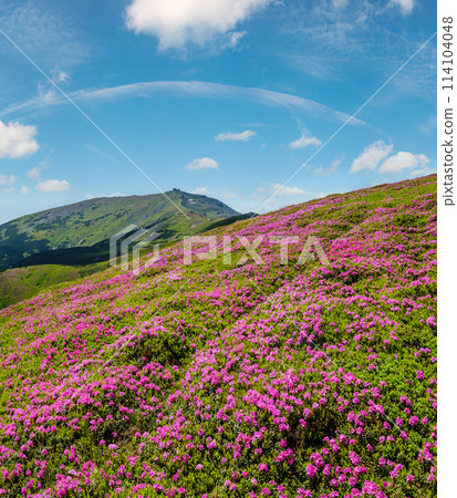 Blossoming slopes (rhododendron flowers ) of Carpathians. 114104048