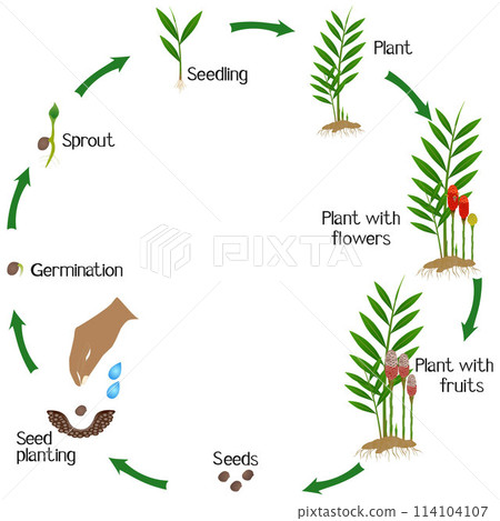 A growth cycle of zingiber spectabile ginger plant on a white background. 114104107