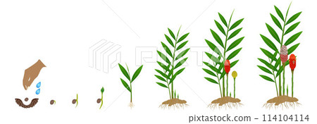 Cycle of growth of a zingiber spectabile ginger flower on a white background. 114104114