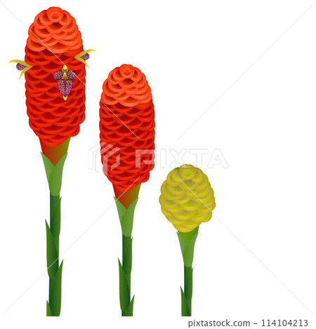 Zingiber spectabile, ginger flowers on a white isolated background. 114104213