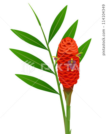 Zingiber spectabile, ginger flowers with leaves on a white background. Zingiber spectabile, ginger flowers with leaves on a white background. 114104349