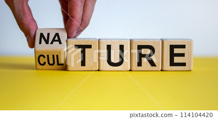 Male hand flips wooden cubes and changes the inscription 'culture' to 'nature' or vice versa. Beautiful yellow table, white background, copy space. Male hand flips wooden cubes and changes the inscription 'culture' to 'nature' or vice versa. Beautiful yellow table, white background, copy space. 114104420